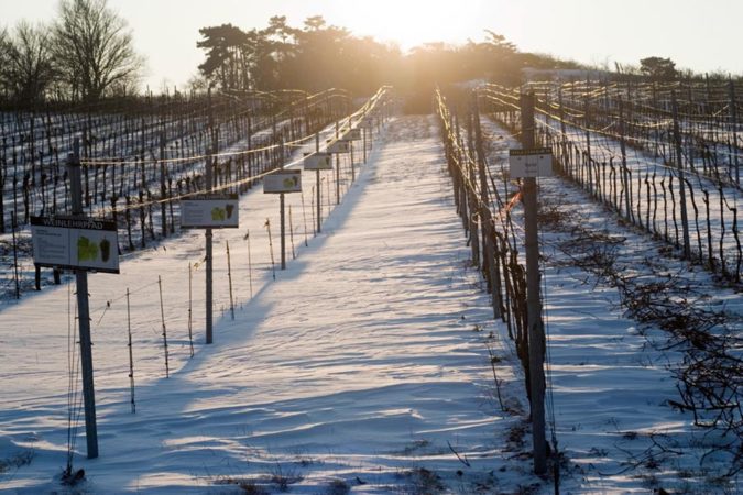Weinlehrpfad - Leo Hillinger