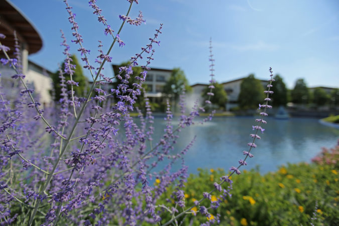 A-GHA_7843-Geinberg-Blumen